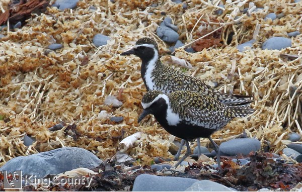 Photo of Pluvialis fulva